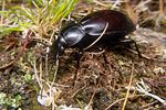 carabus-violaceus-germari4-foto-koehler