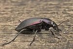 carabus-violaceus-purpurascens-foto-goebelberggold