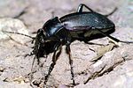 carabus-violaceus-purpurascens-foto-hamers