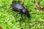 carabus-violaceus-purpurascens-foto-koehler