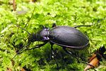carabus-violaceus-purpurascens2-foto-koehler