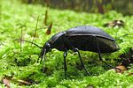 carabus-violaceus-purpurascens3-foto-koehler