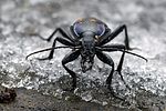 carabus-violaceus-purpurascens3-foto-swadzba