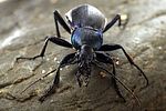 carabus-violaceus-purpurascens4-foto-swadzba