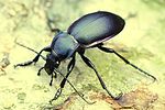 carabus-violaceus-violaceus-foto-dvorak