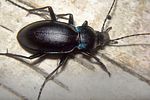 carabus-violaceus-violaceus-foto-koehler