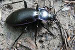 carabus-violaceus-violaceus-foto-rydzi