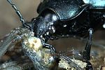 carabus-violaceus-violaceus-prey-foto-weidlich