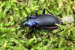 carabus-violaceus-violaceus2-foto-weidlich