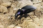 carabus-violaceus-violaceus3-foto-koehler