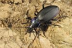carabus-violaceus-violaceus4-foto-koehler