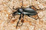 carabus-violaceus-violaceus5-foto-koehler