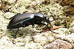 carabus-violaceus-violaceus7-foto-koehler