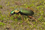 chlaenius-nitidulus3-foto-koehler