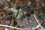 cicindela-campestris-flug-foto-nagel
