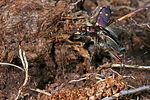 cicindela-campestris-flug2-foto-nagel