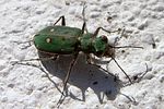 cicindela-campestris-foto-coelho