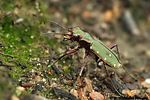 cicindela-campestris-foto-derennes