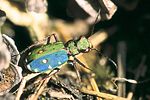 cicindela-campestris-foto-faasen