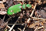 cicindela-campestris-foto-fgrose