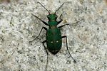 cicindela-campestris-foto-fransen