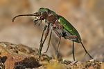 cicindela-campestris-foto-goebelberggold