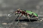 cicindela-campestris-foto-kammel