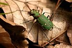 cicindela-campestris-foto-kirchen