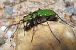 cicindela-campestris-foto-koehler