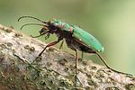 cicindela-campestris-foto-swadzba