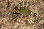 cicindela-campestris-foto-vanderkrieken