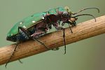 cicindela-campestris-foto-weisenboehler