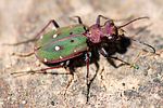 cicindela-campestris-olivieria-foto-holzki