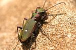 cicindela-campestris-olivieria-foto-reder