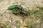 cicindela-campestris-paar-foto-derennes