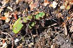 cicindela-campestris-paar-foto-fgrose