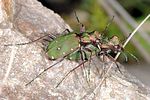 cicindela-campestris-paar-foto-michalowski