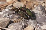 cicindela-campestris-paar-foto-rodenkirchen