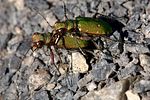 cicindela-campestris-paar-foto-vanderkrieken