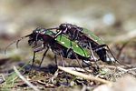 cicindela-campestris-paar-foto-zimmermann