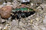 cicindela-campestris-pontica-foto-gebert
