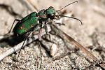 cicindela-campestris-pontica-foto-rodenkirchen