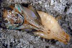 cicindela-campestris-puppe-foto-messner