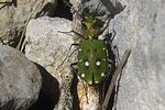 cicindela-campestris-saphyrina-foto-gerken