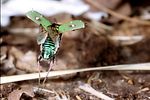 cicindela-campestris2-flug-foto-nagel