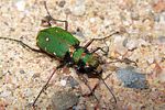 cicindela-campestris2-foto-koehler