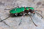 cicindela-campestris2-foto-swadzba