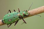 cicindela-campestris2-foto-weisenboehler