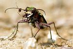 cicindela-campestris2-foto-zimmermann
