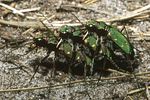 cicindela-campestris2-paar-foto-faasen